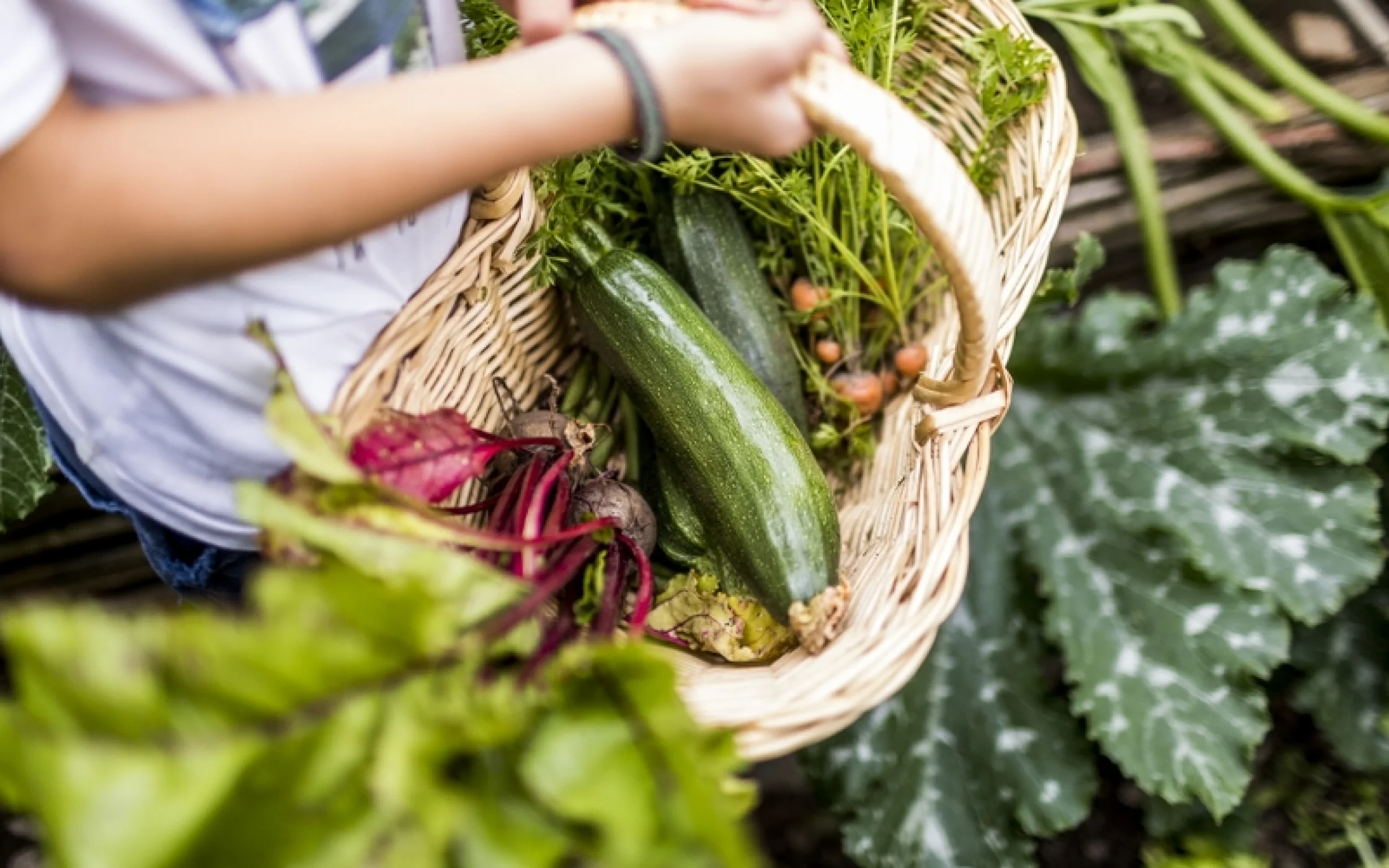 Gemse arminhuber_HQ-318_800x533.jpg